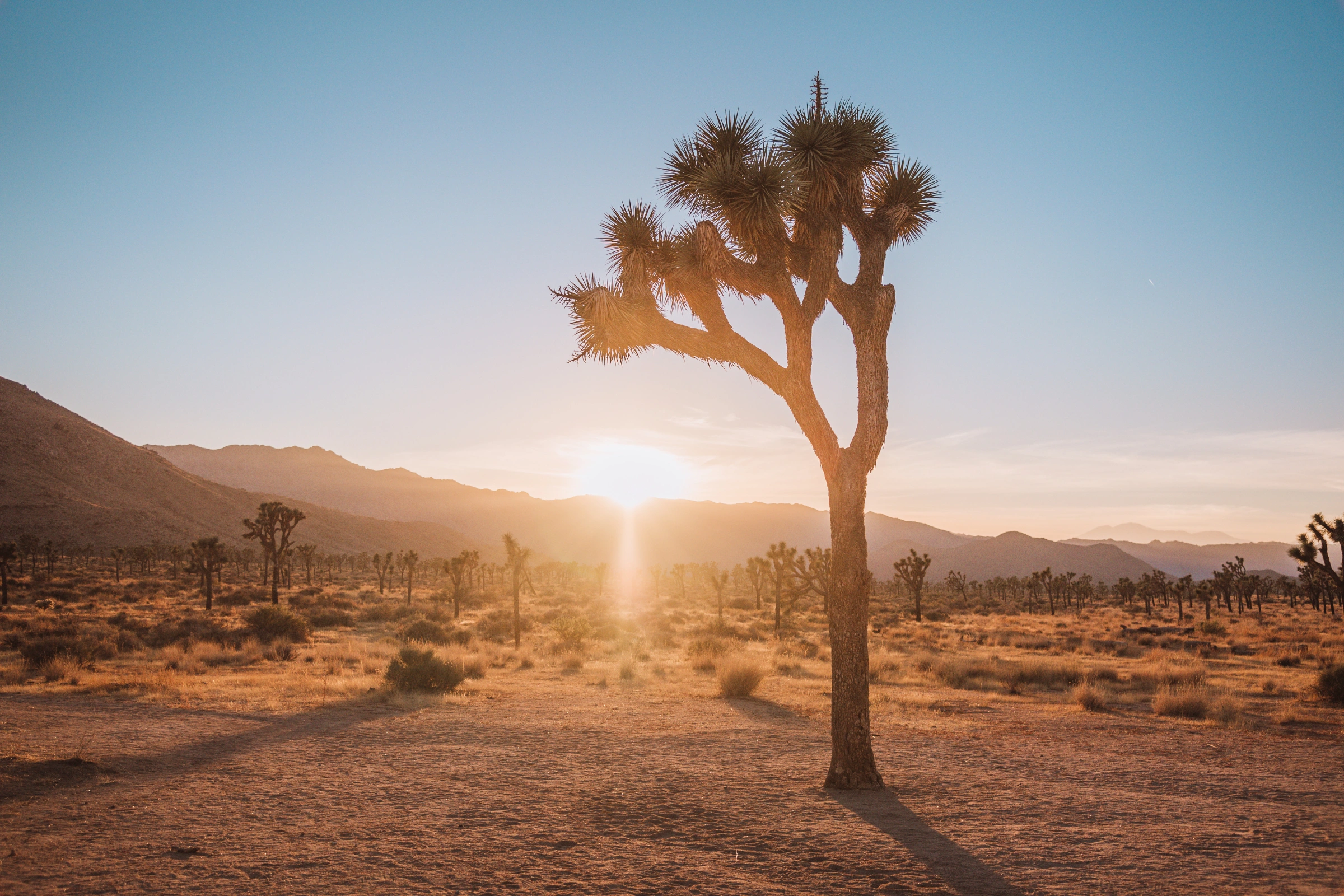 Joshua_Tree,_California[1].webp